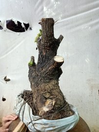 Giao lưu cốt cẩm thị lùn lực