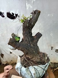Giao lưu cốt cẩm thị lùn lực