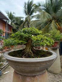 Linh sam đa ưu điểm 