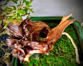 Em là Linh, chờ em khoe sắc tím nhé