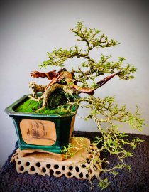 Em là Linh, chờ em khoe sắc tím nhé