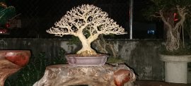 Khoe xương đón tết