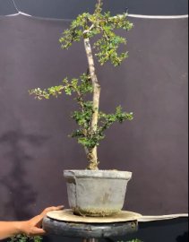 Sam núi tông cao nhìn rất yểu điệu