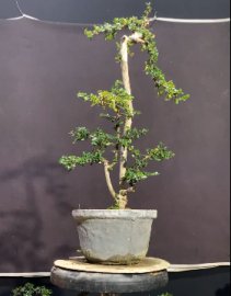 Sam núi tông cao nhìn rất yểu điệu