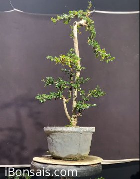 Sam núi tông cao nhìn rất yểu điệu