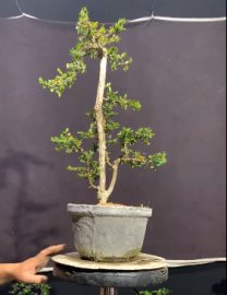 Sam núi tông cao nhìn rất yểu điệu