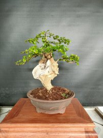 Sam ngọc vườn cộng đồng chia sẻ