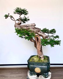 TP: Long Phụng chầu Nguyệt