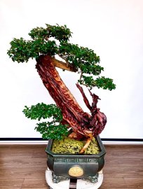 TP: Long Phụng chầu Nguyệt