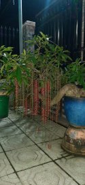 Hoa lộc vừng