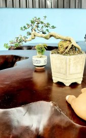 Sam hương mini để bàn