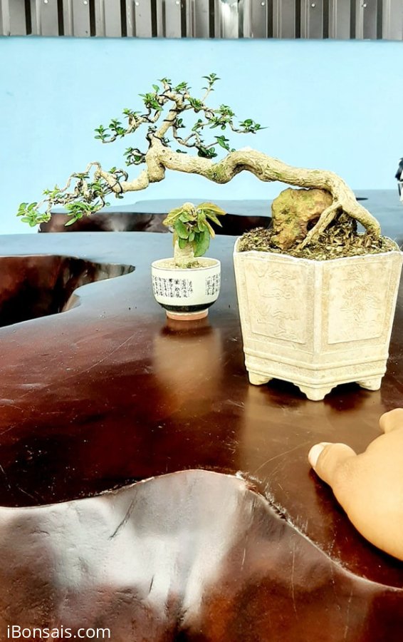 Sam hương mini để bàn