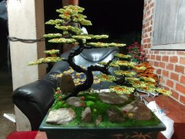 Bonsai dây đồng