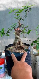 Hồng ngọc mai chán nuôi ai kết ib
