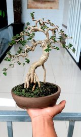 Giao lưu sam hương rễ nôm ae kết ib