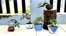 Này mà có chậu tàu hay nhật vao cây thì phê nhỉ