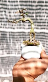 Gl em sam hương mini già khú trụi lá
