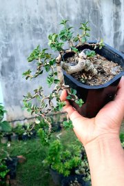 Ai kết ib em nhé sam hương bay lắc