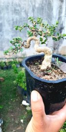 Ai kết ib em nhé sam hương bay lắc