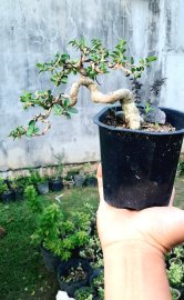 Ai kết ib em nhé sam hương bay lắc