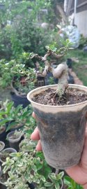 250k siu mini cho ae về vào chậu