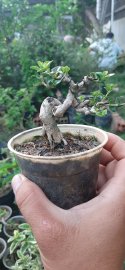 250k siu mini cho ae về vào chậu