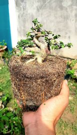 Anh ấy chốt trong vòng 1 nốt nhạc