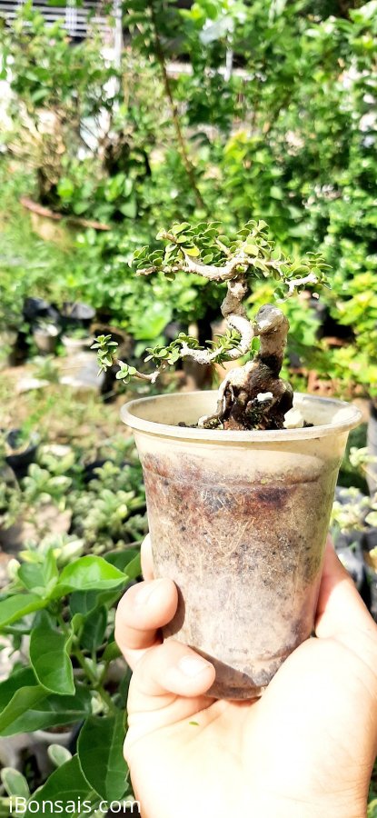 350k ai kết ko ạ sam hương (đã bay thanks ae)