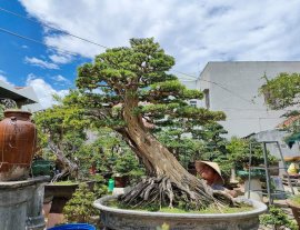 Khoe sắc chuẩn bị đón xuân