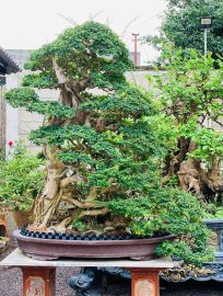 Găng vàng mùa đông chia sẻ ace