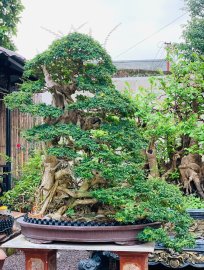 Găng vàng mùa đông chia sẻ ace