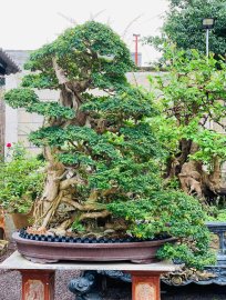 Găng vàng mùa đông chia sẻ ace