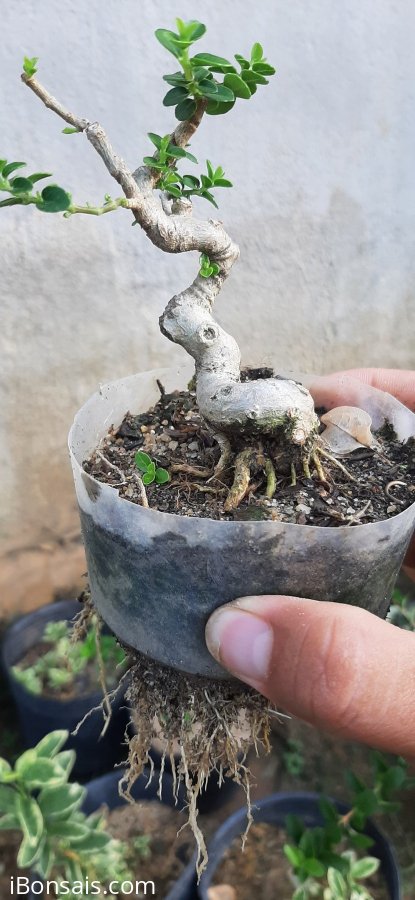 Sam Hương