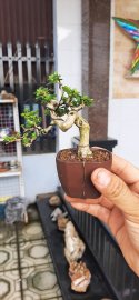 Sam hương mini