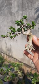 Sam hương mini