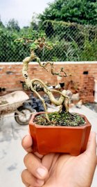 Sam hương quái nha anh em