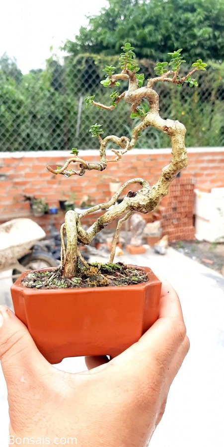 Sam hương quái nha anh em