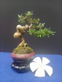 Linh sam hoa trắng cuốn hồng
