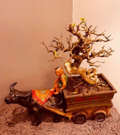 Mai chiếu thủy, cắt giật