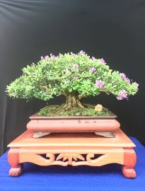 Linh sam đa ưu điểm