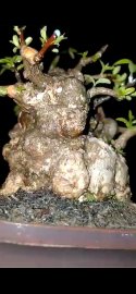 Mai chiếu thủy như củ khoai lang