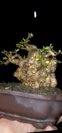 Mai chiếu thủy như củ khoai lang