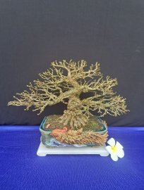 Linh sam tùng nguyên cây siêu già thân nu xù