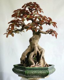 Cây Túc Bonsai cây già rất đẹp
