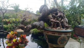 Hoàng tử cóc.