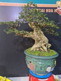 Sam hương rin h45 cao 50 đẹp hơn người yêu cũ