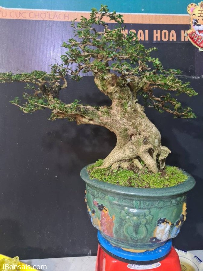 Sam hương rin h45 cao 50 đẹp hơn người yêu cũ