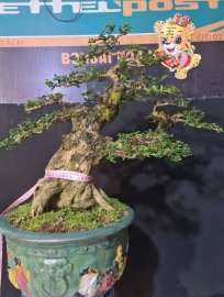 Sam hương rin h45 cao 50 đẹp hơn người yêu cũ