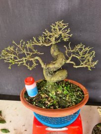 Linh sam siêu hoa rin lắc thân