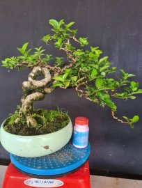 Sam hương rin quái